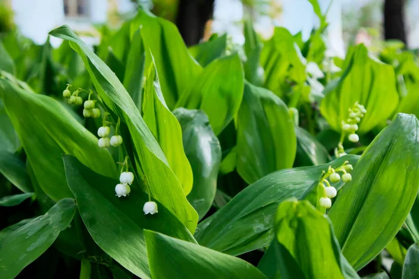 White Lily Valley Flowers Blossoming Spring Spring Background — Stock Photo, Image