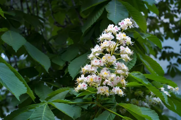 Flores Florecientes Castaño Indias Floración Blanca Racimos Árboles Del Parque —  Fotos de Stock