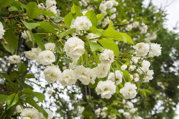 Achtergrond Van Mooie Witte Kersenbloesems Bloeien Het Voorjaar Macro Fotografie — Stockfoto