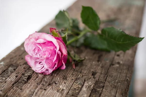 Red Rose Wooden Wrecked Surface Bench Copy Space — Stock Photo, Image