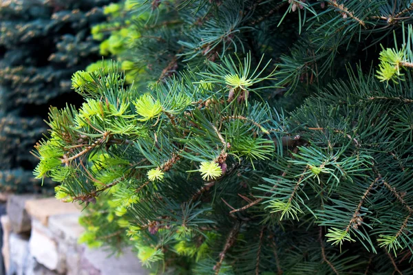 Green Pine Branches Small Buds Sunny Spring Day Blue Spruce — Stock Photo, Image