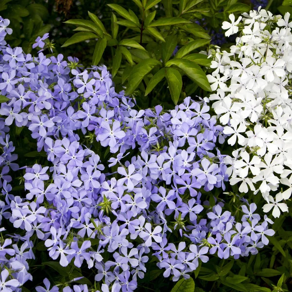 紫蓝花和白花 有雨后滴滴 — 图库照片