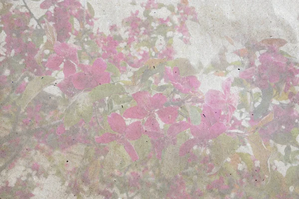 一种略带灰色的纸片的质地 文字空间 苹果花蕾的自然背景在树枝上 宏观摄影 — 图库照片