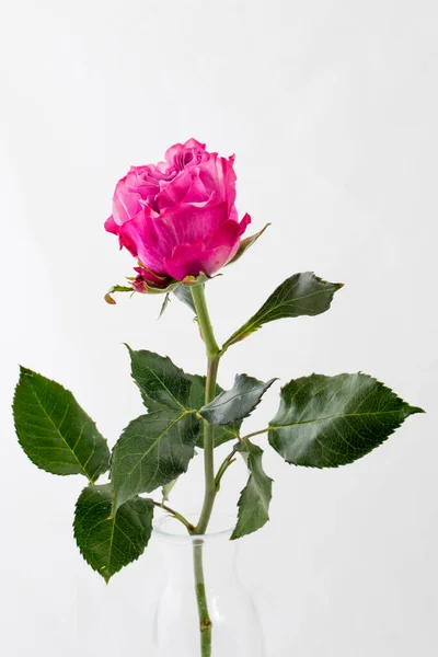 Une Rose Sur Fond Blanc Espace Copie — Photo