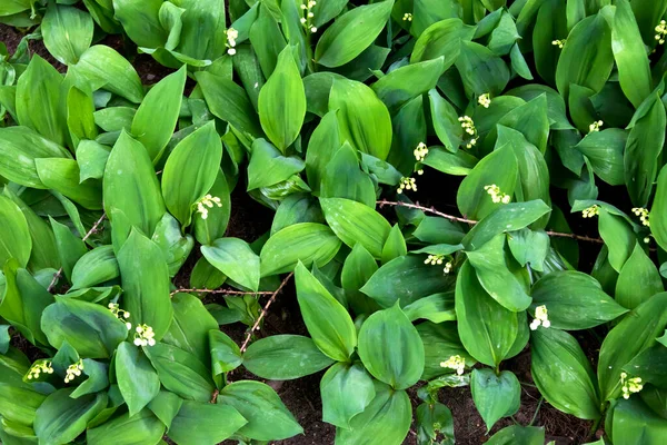 White Lily Valley Flowers Blossoming Spring Spring Background — Stock Photo, Image