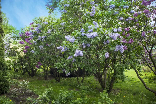 Floraciones Brillantes Del Arbusto Las Lilas Primavera Primavera Azul Flores —  Fotos de Stock