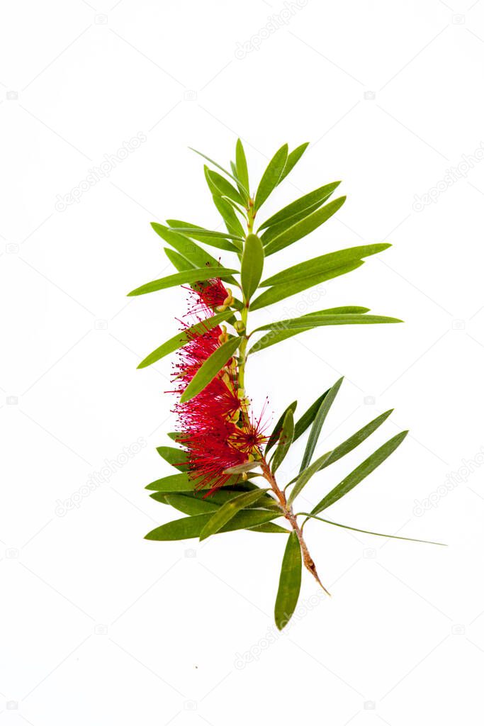 Close-up view of a calistemon flower - bottlebrush plant: Red flower with numerous anthers and some leaves. Isolated on white background