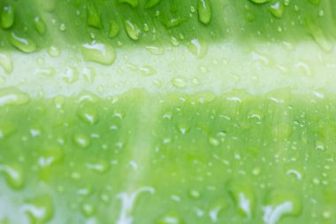 Su damlalı yeşil yapraklar