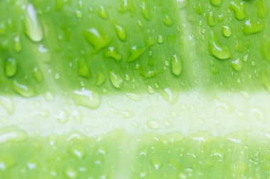 Su damlalı yeşil yapraklar