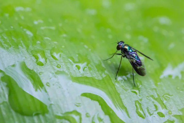 Drosophila wznosi się na zielony liść — Zdjęcie stockowe