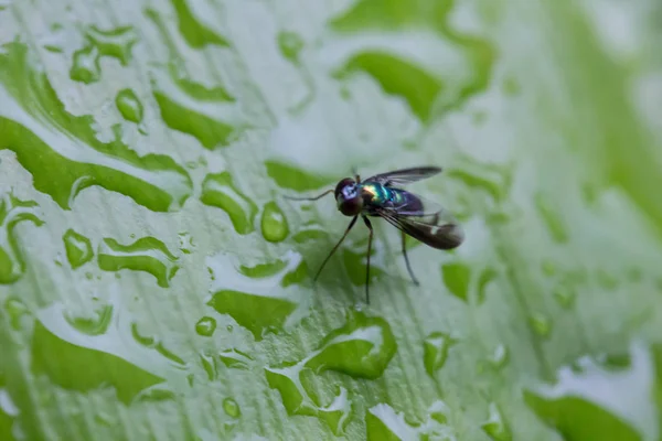 Drosophila zat op een groene blad — Stockfoto
