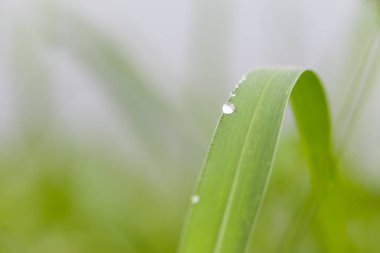 Çiğ çimenlerin üzerinde sabah bırakır.