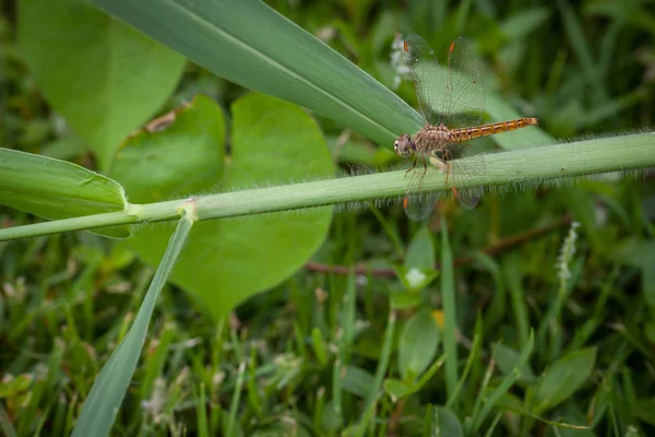 Dragonfly Uppflugen Gräs Morgonen — Stockfoto