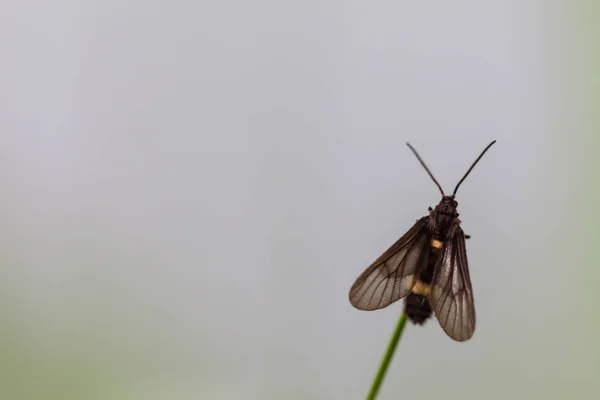 Borboleta Preta Empoleirada Folha Parte Manhã — Fotografia de Stock