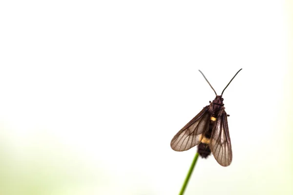 Μαύρη Πεταλούδα Σκαρφαλωμένο Φύλλο Πρωί — Φωτογραφία Αρχείου