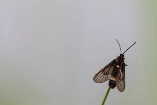 Borboleta Preta Empoleirada Folha Parte Manhã — Fotografia de Stock