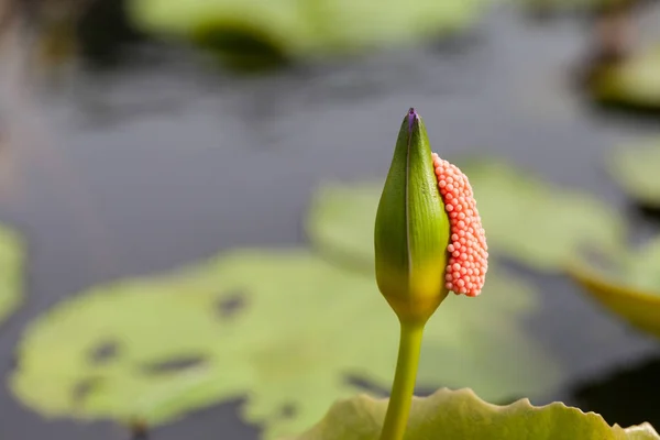 Violet Lotus Egg Shells Stick Morning — Stock Photo, Image