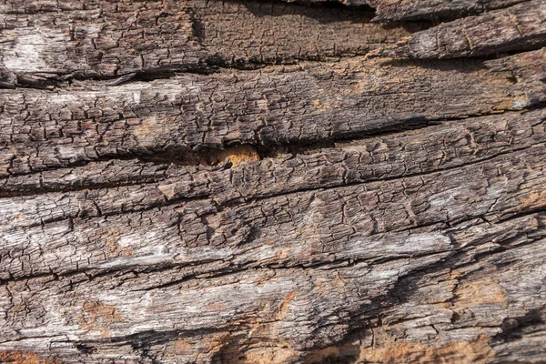 古老的木质部 老式的自然背景 — 图库照片