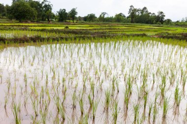Pirinç ekiciler bitmemiş, Tayland
