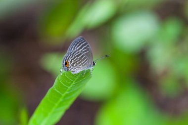 Gri benekli bir kelebek, Tayland 'da yeşil bir yaprağa tünemiş.