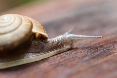 Çam ağacı kütüğünde sürünen salyangoz, Tayland