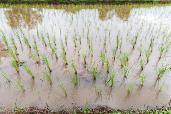 Los Plantadores Arroz Están Inacabados Tailandia —  Fotos de Stock