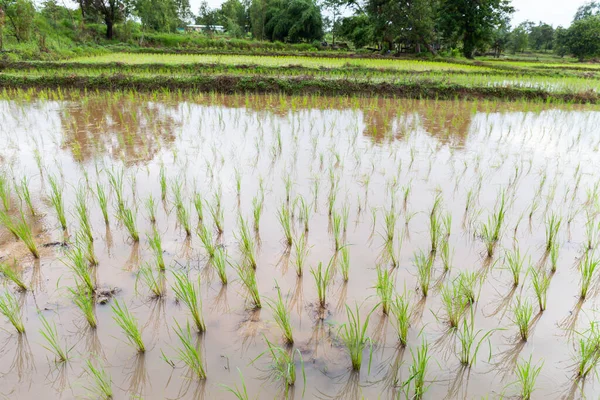 Los Plantadores Arroz Están Inacabados Tailandia — Foto de Stock
