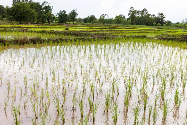 Los Plantadores Arroz Están Inacabados Tailandia —  Fotos de Stock