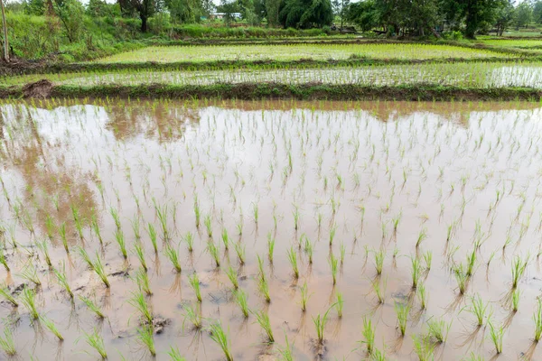 Los Plantadores Arroz Están Inacabados Tailandia —  Fotos de Stock