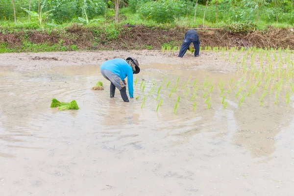 Agricultor Plantación Las Tierras Cultivo Arroz Con Cáscara Tailandia — Foto de Stock