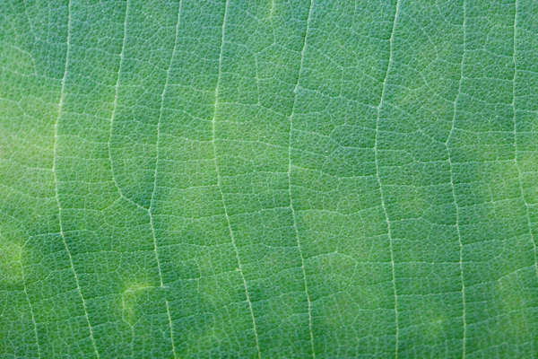 Textura Folha Verde Natureza — Fotografia de Stock
