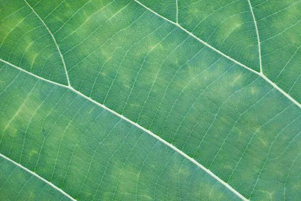 Green Leaf Texture Nature — Stock Photo, Image