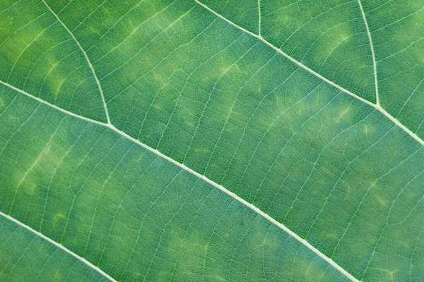 Zielony Liść Tekstury Natura — Zdjęcie stockowe