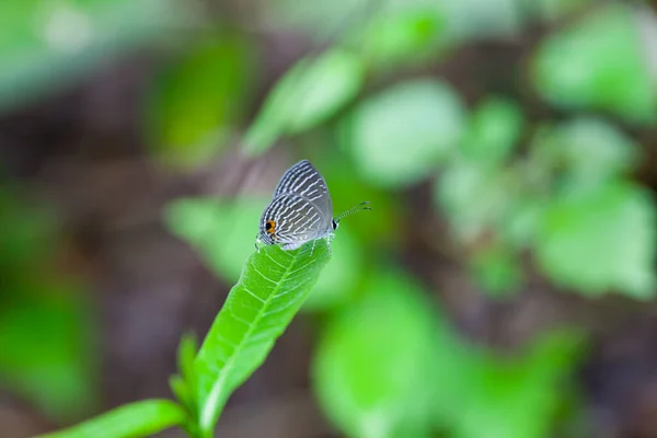 Uma Borboleta Manchada Cinza Poleiros Uma Folha Verde Tailândia — Fotografia de Stock