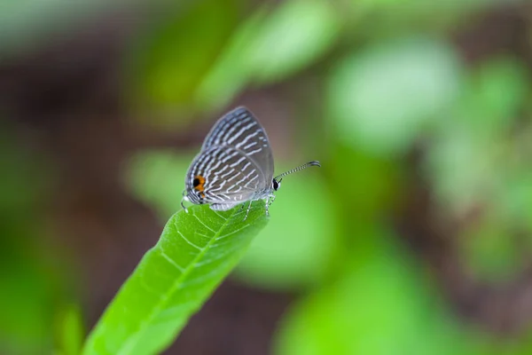 Серый Пятнистый Бабочка Сидит Зеленом Листе Таиланд — стоковое фото