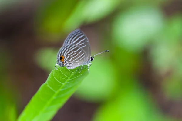 Papillon Gris Tacheté Perche Sur Une Feuille Verte Thaïlande — Photo