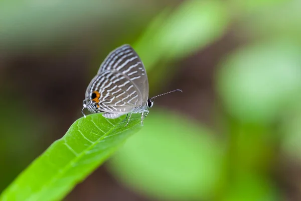 Papillon Gris Tacheté Perche Sur Une Feuille Verte Thaïlande — Photo