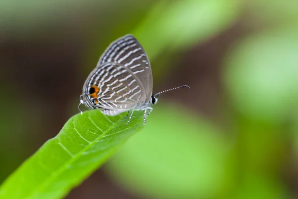 Papillon Gris Tacheté Perche Sur Une Feuille Verte Thaïlande — Photo