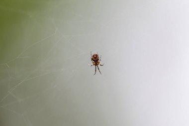 ormandaki Web Spider
