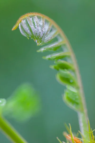 Ranní Příroda Pozadí Krásnou Rosou Kapky Zblízka — Stock fotografie