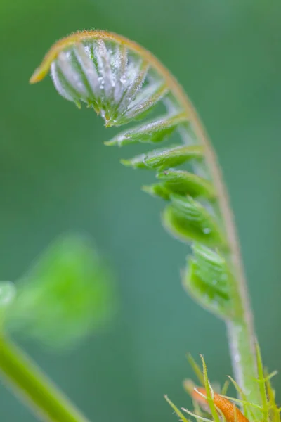 Fondo Naturaleza Mañana Con Gotas Rocío Hermoso Cerca —  Fotos de Stock