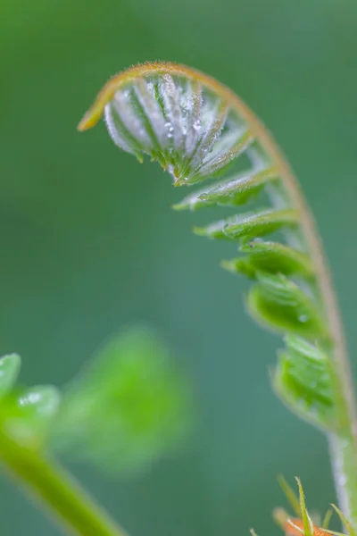 Fondo Naturaleza Mañana Con Gotas Rocío Hermoso Cerca —  Fotos de Stock