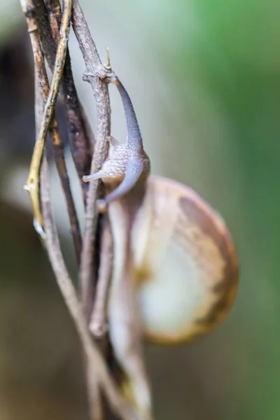 Σαλιγκάρι Σέρνεται Στο Πράσινο Στέλεχος Του Φυτού Στο Δάσος — Φωτογραφία Αρχείου