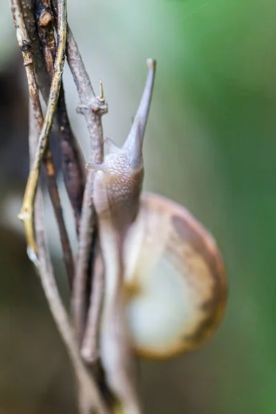 Snail Crawling Green Stem Plant Forest — Stock Photo, Image