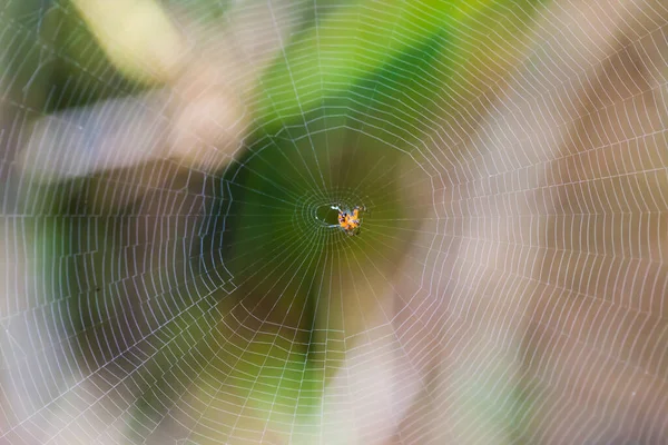 Pavouk Webu Lese — Stock fotografie