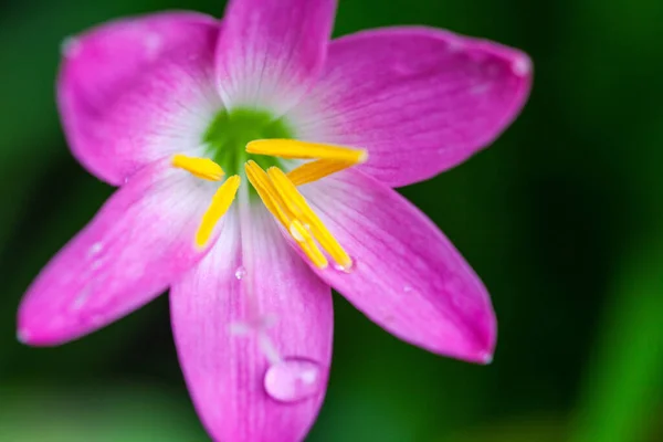 森林里有水滴的粉红色花朵 — 图库照片