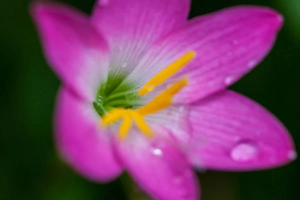 Rosa Blomma Med Vattendroppe Skogen — Stockfoto