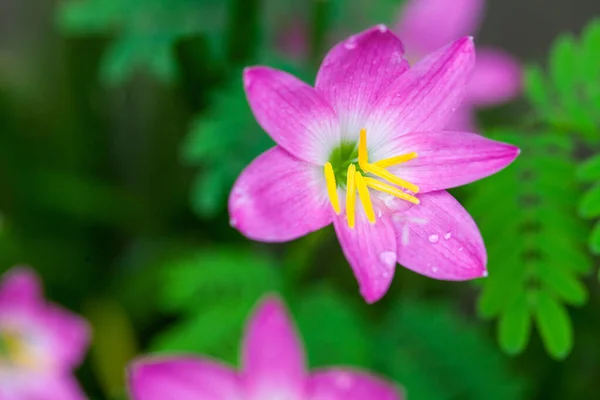 森林里有水滴的粉红色花朵 — 图库照片