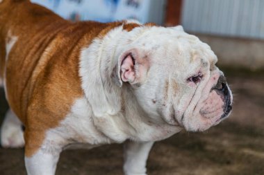 Tayland 'da İngiliz Bulldog arıyor