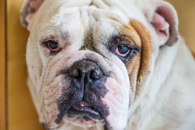 Tayland 'da İngiliz Bulldog arıyor